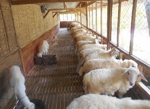 Cara Bisnis Kambing Untuk Pemula Dan Menguntungkan