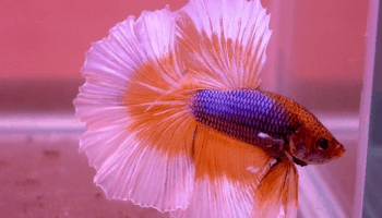 panduan bisnis ikan cupang