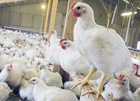cara berbisnis ayam potong