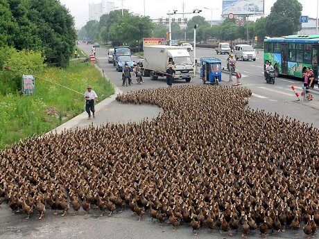 cara berbisnis bebek